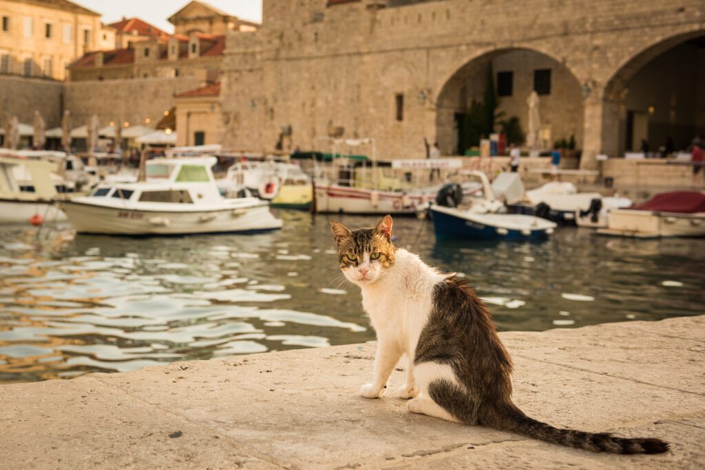 Mačka v Dubrovníku