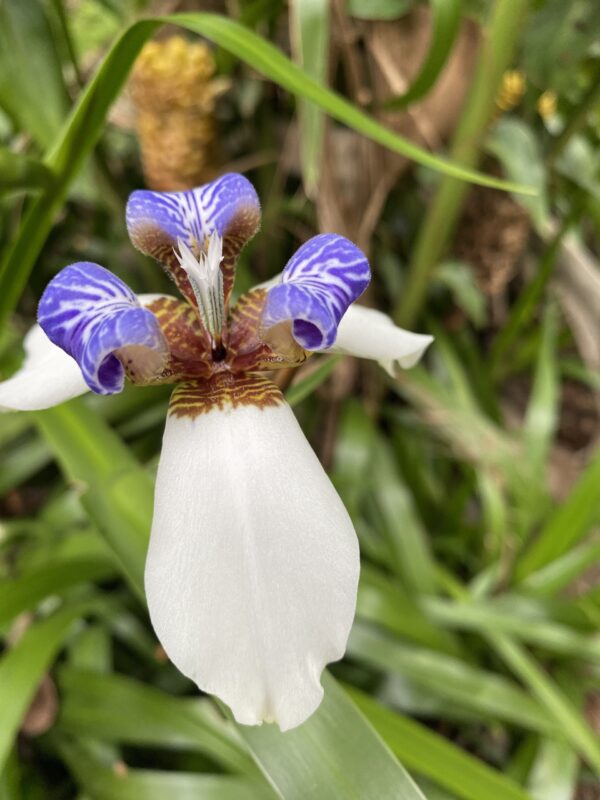 Orchidea