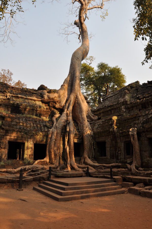 Chrám Ta Prohm, Angkor Wat - strom prerastá cez steny chrámu
