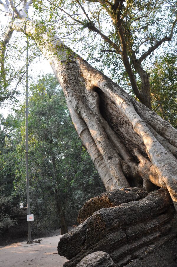 Strom v chráme Ta Prohm nahnuté a podopieraný železnou konštrukciou