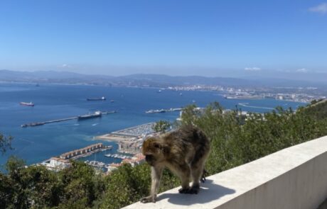 Gibraltár - pohľad na múrik a makaka, ktorý po ňom kráča