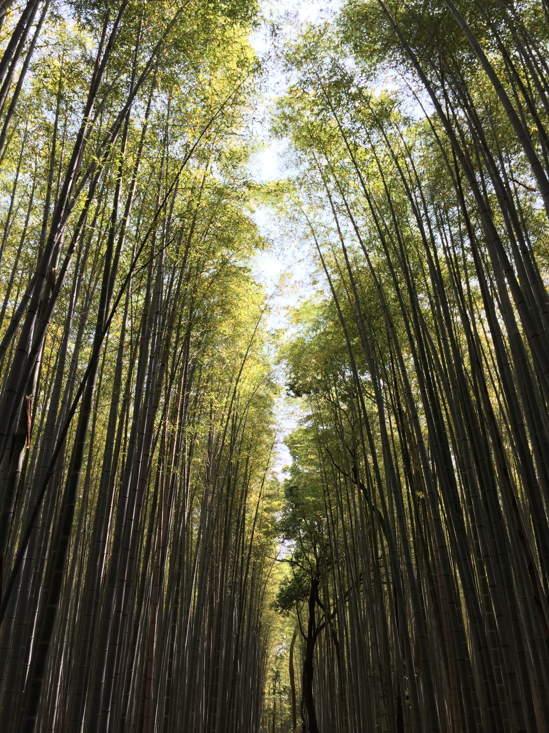 Arashiyama Arashiyama v Kjóte