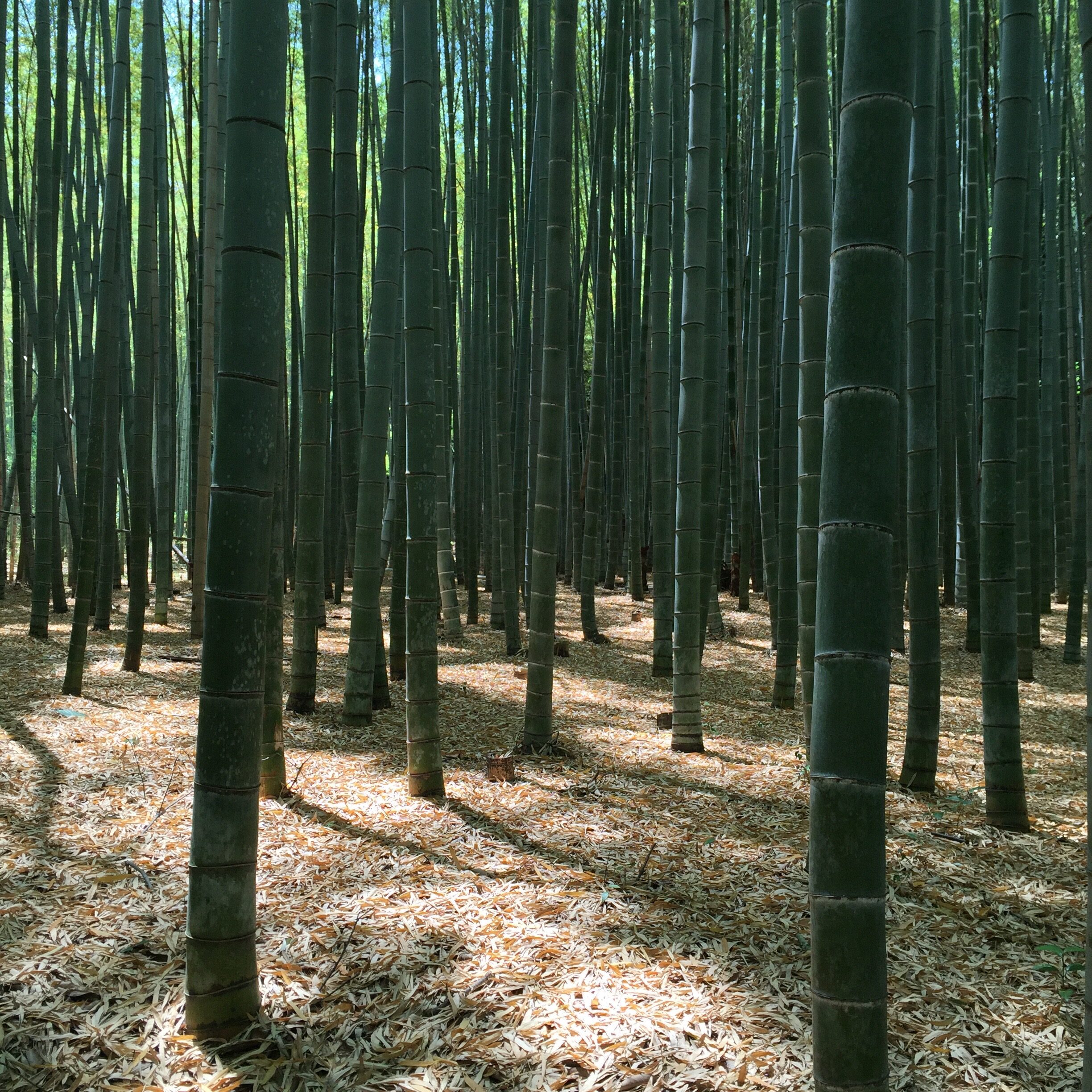 bambusový les Arashiyama bambusový les Arashiyama