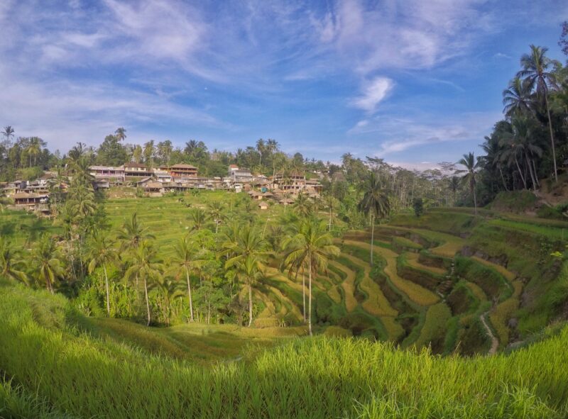 Bali, Indonézia pred cestou do Ázie - ryžové políčka Tegalalang na ostrove Bali